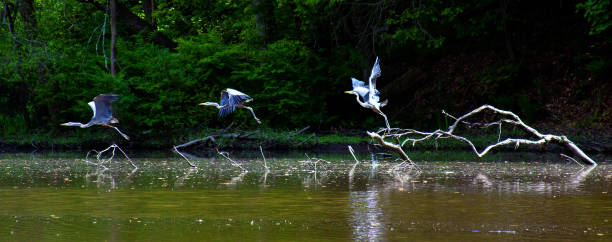 Blue heron flying off branch in lake Multiple exposures to show movement in flight youngstown stock pictures, royalty-free photos & images