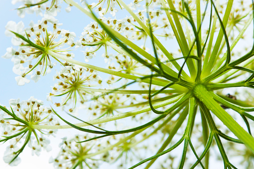 Delicate and graceful plant with white flowering buds