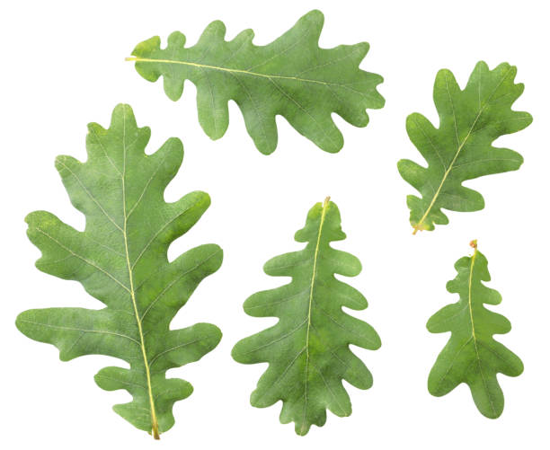 istock Green oak leaves set. The view from top 1251566788