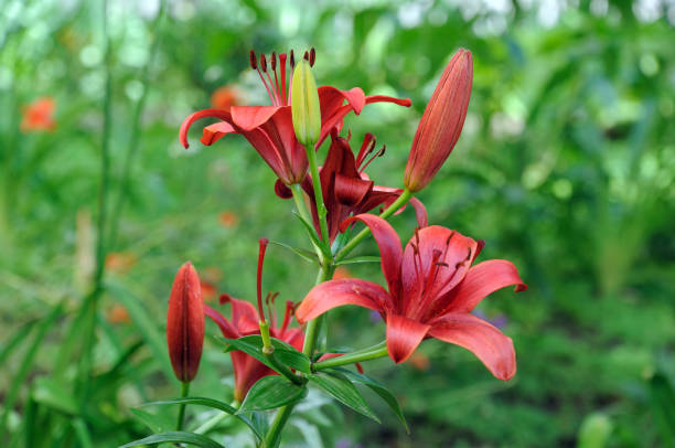 istock brown lilies on a natural green background 1251566793
