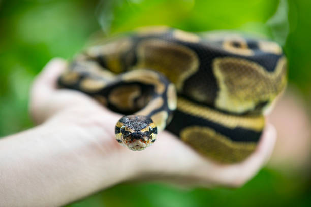istock Close-up of a Man Holding His Pet Royal Python 1251567051