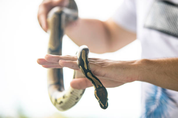 vue latérale du jeune homme retenant son python royal d’animal familier rampant dans des mains - animaux familiers exotiques photos et images de collection