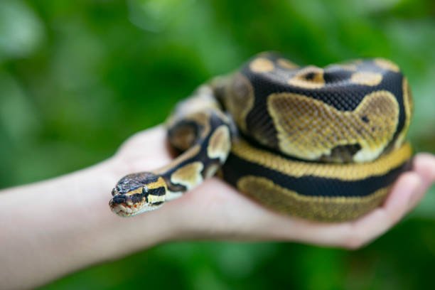 istock Close-up of a Man Holding Royal Python Outdoors 1251567066