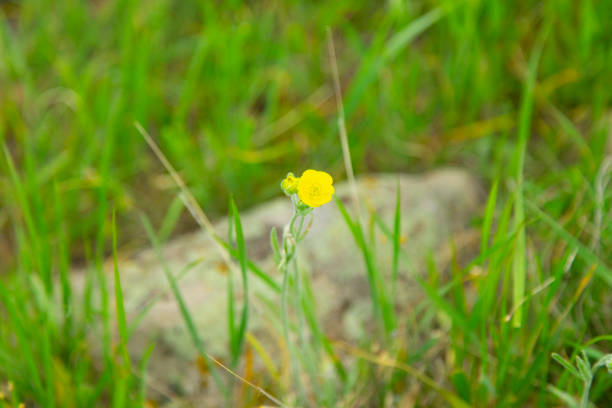yellow flower in landscape
