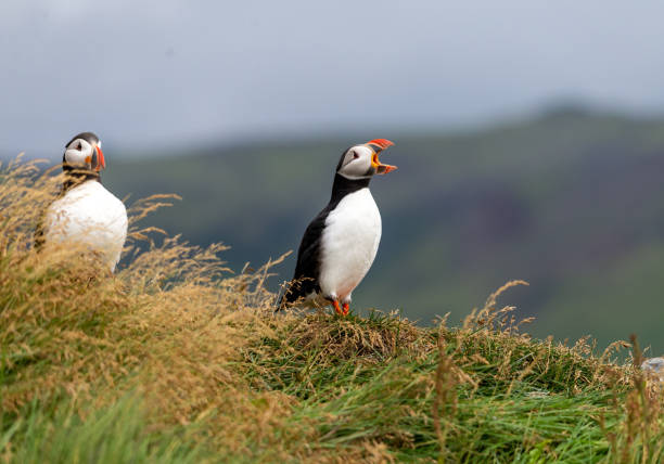 istock The Atlantic puffin, also known as the common puffin 1251567250