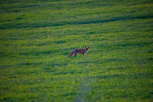 Fox on the grass at the springtime