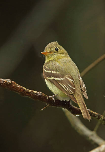 istock Yellow-bellied Flycatcher 1251568015