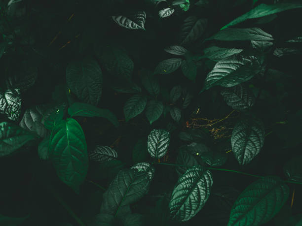 istock Picture of dark leaves . 1251568387