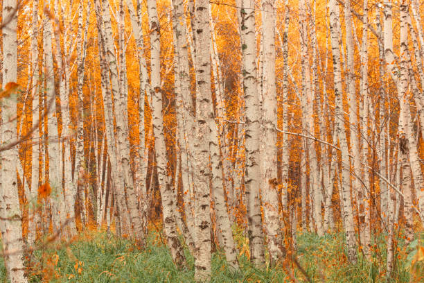 istock Beautiful autumn birch trees forest background. 1251569866