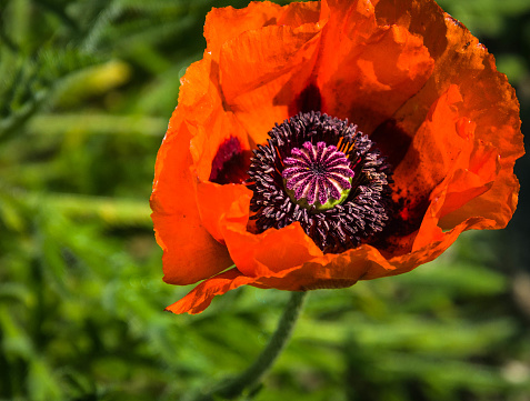 Close up of the interior of a red poppy  showing the scores of  pollen producing stamen.