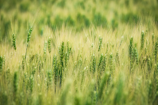 Closeup of green ears of wheat or rye in a field. Ukrainian wheat. Agriculture field background. Selective focus.