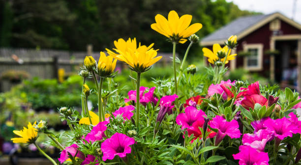 istock Garden Color Contrast 1251571209