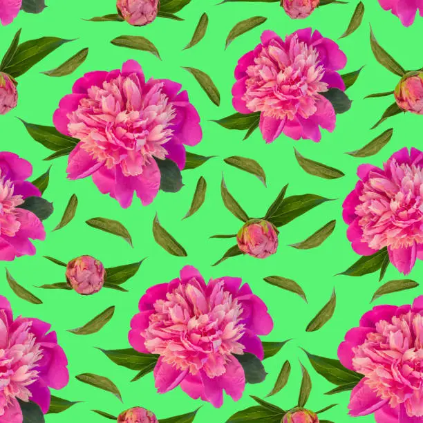 Pink peony flowers seamless pattern on green background. Beautiful blooming head for textile, website floral design. Rose colored Paeonia lactiflora plants with green leaves. Colorful peonies petals.