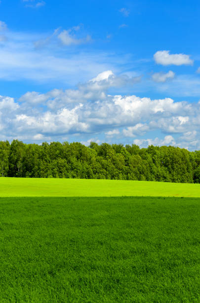 istock Sunny spring or summer rural landscape with green field and mixed coniferous and deciduous forest on a background. 1251572763