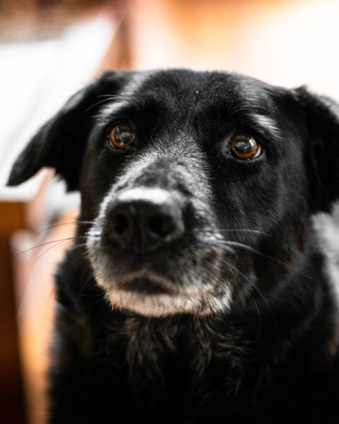 istock Portrait of old black stray dog 1251572839