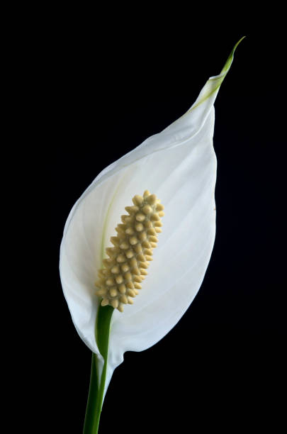 istock Peace Lily on a black background 1251573753