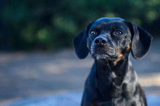 Close-up of cute small black dog looking at camera in front of a green out of focus vegetation background.