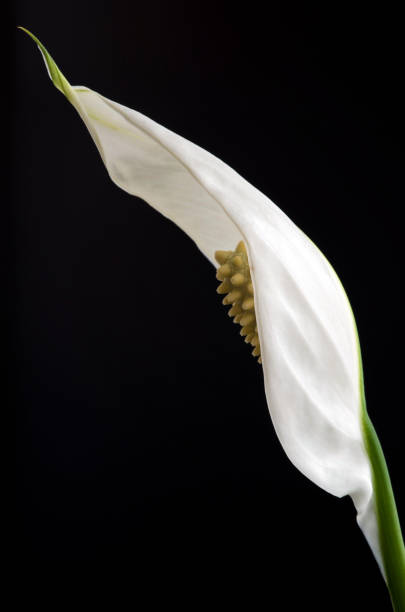 istock Side view of a Peace Lily 1251573848