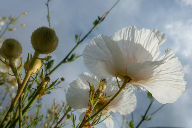 istock Papaveraceae poppy flower 1251574630