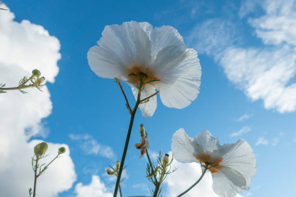 istock Papaveraceae poppy flower 1251574633