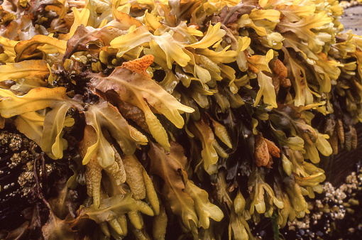 Close-up of Alaskan ocean seaweed growing on ocean pier, exposed during low tide,\n\nTaken in Juneau, Alaska, USA