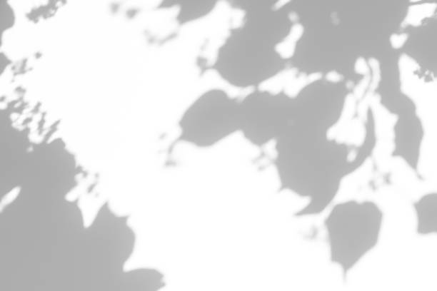 istock shadows of the tree branches on a white wall 1251575338