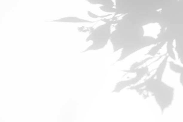 istock shadows of the tree branches on a white wall 1251575416