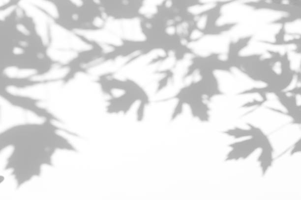 istock gray shadow of the leaves on a white wall 1251575492