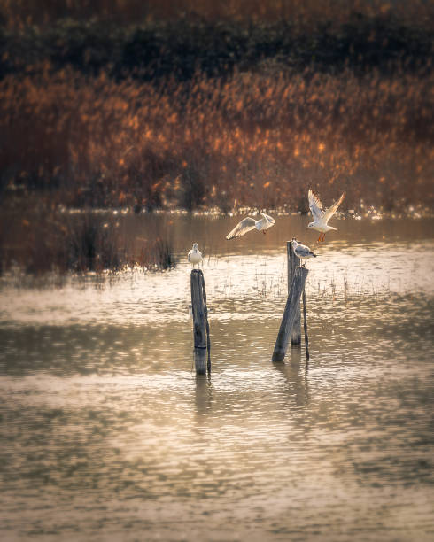 istock birds flying on the lake 1251575534