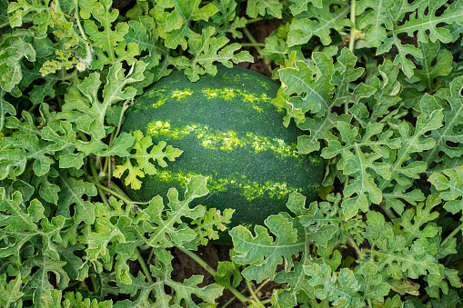 Watermelon field, Adana, Turkey
