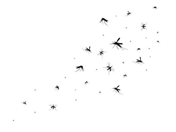 Flying mosquitoes. Black silhouette mosquito, swarm flying insects spreading disease dangerous infection and viruses, gnat pest vector image Flying mosquitoes. Black silhouette mosquito, swarm flying insects spreading disease dangerous infection and viruses, blood-sucker gnat pest vector image isolated on white background mosquito stock illustrations