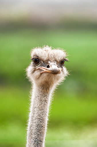 Close-up head shot of captive ostrich (Struthio camelus).

Taken in Watsonville, California, USA