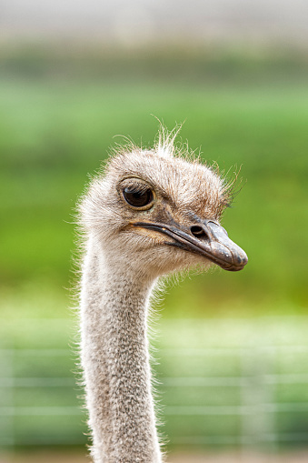 Close-up head shot of captive ostrich (Struthio camelus).

Taken in Watsonville, California, USA