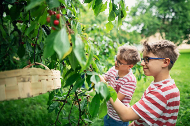 果樹園でサクランボを拾う小さな男の子 - orchard child crop little boys ストックフォトと画像