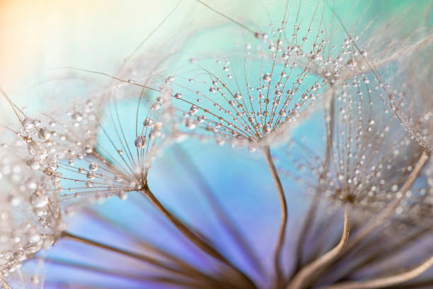 タンポポと露の滴 - dandelion water flower abstract ストックフォトと画像