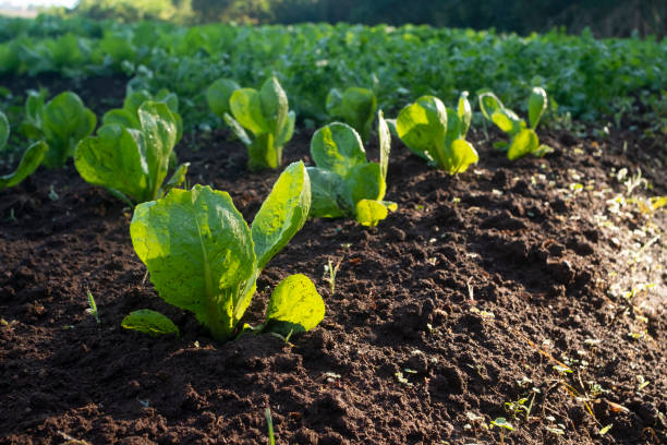 istock Details of rucula plantation 1251580257