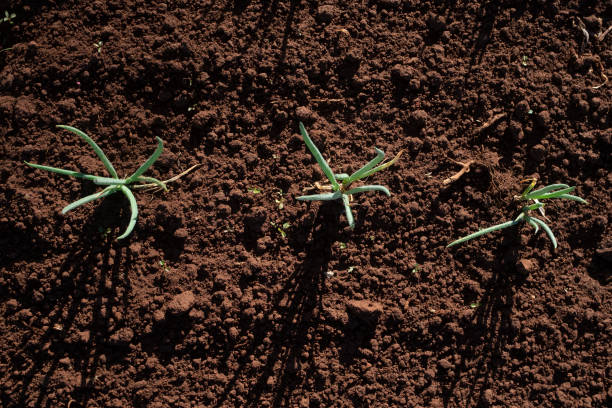 istock Growing chives on the ground 1251580262
