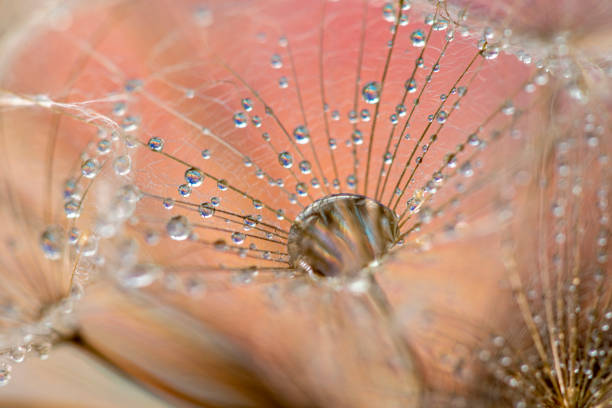 löwenzahn und tautropfen - dandelion water dandelion seed dew stock-fotos und bilder