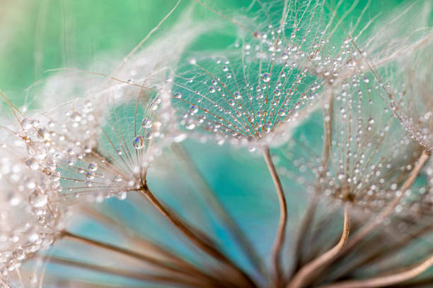 капли одуванчика и росы - dandelion water dandelion seed dew стоковые фото и изображения