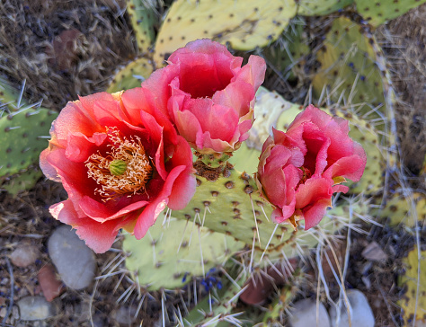 Closeup of pink cactus flowers in spring in Rockville Utah