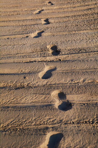 istock Human footprint on the beach 1251584335