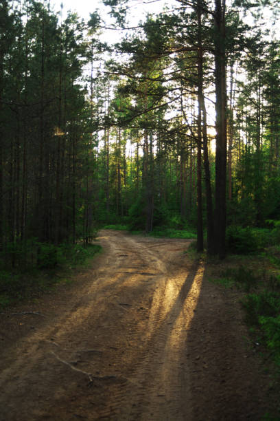 istock A beautiful forest in spring with a bright sun shining through the trees 1251584491
