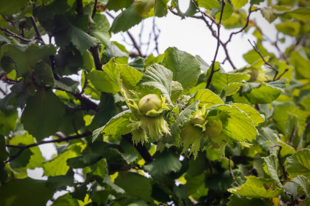 noisettes fraîches sur une branche d’arbre. - walnut tree walnut nut branch photos et images de collection