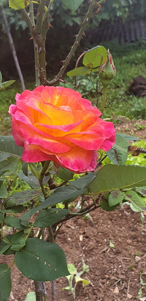 Bicolor circus blooming rose in garden