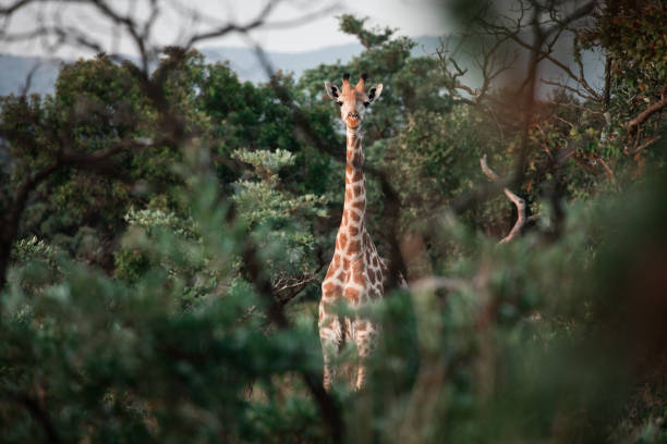 istock Giraffe looks at the camera through some trees 1251588515
