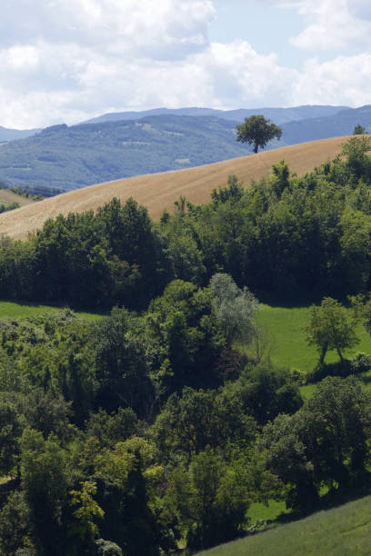 istock Lone tree on the top of a slope with a grove below it 1251588630