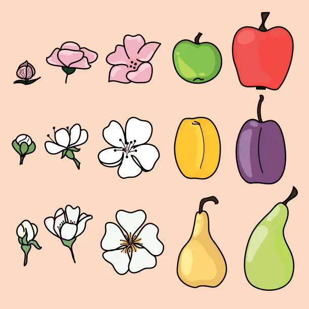 Vector illustration of Fruit harvest. all periods of flowering and ripening.