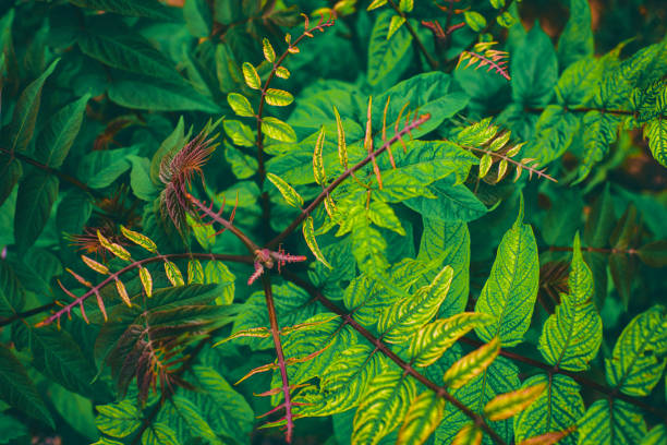 istock Colorful leaves background 1251589828