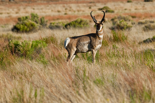 The Pronghorn (Antilocapra americana) is a species of artiodactyl (even-toed, hoofed) mammal native to interior western and central North America. Although it is commonly thought of and called an antelope it is not a true antelope. The pronghorn is the only surviving member of the Antilocapridae family and has been in North America for over a million years. The pronghorn has a similar body shape to a deer but stockier and shorter legged. Both males and females grow horns but the male horns are larger. The horns are shed each year as the new horns grow from underneath. The pronghorn weighs between 90 and 120 pounds and stands about 3 1/2 feet tall at the shoulder. It has a tan to reddish brown body with white markings throughout. The pronghorn is the fastest land mammal in the Western Hemisphere. Its great speed enables the pronghorn to outrun most predators. Pronghorns are migratory herd animals. Their migration routes have been threatened by fencing and fragmentation of their habitat. Pronghorns cannot jump over traditional barb wire fences like deer and elk can. They try to pass underneath and sometimes get caught in the fencing. Newer types of fencing have plastic pipe under the bottom strands which allows the animals to pass through. Pronghorns are quite numerous and in some areas like Wyoming and northern Colorado the pronghorn population at times has exceeded the human population. This pronghorn was photographed at Bonito Park next to Sunset Crater Volcano National Monument in the Coconino National Forest near Flagstaff, Arizona, USA.