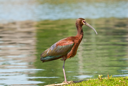 The White-Faced Ibis (Plegadis chihi) is a medium-sized wading bird whose breeding range includes the western United States south through Mexico, southeastern Brazil and Bolivia south to central Argentina and the coast of Chile. The winter range extends from southern California and Louisiana south to include the rest of their breeding range. This species breeds in colonies around saltwater and freshwater marshes, usually nesting in bulrushes, cattails, bushes or low trees. The nest is built from reeds. Its breeding range extends from the western United States south through Mexico, as well as from southeastern Brazil and southeastern Bolivia south to central Argentina, and along the coast of central Chile. The white-faced ibis is an overall iridescent bronze-brown color. There is a thin band of white feathers around its face, thus giving it the name white-faced. The bill is long and downward curving. It has red eyes and long red legs and feet. The curved bill is used to probe for a variety of organisms, including invertebrates such as insects, snails, leeches, crayfish and earthworms. The diet may also include vertebrates such as newts, fish and frogs. This white-faced ibis with its breeding plumage was photographed while standing on the bank of Walnut Canyon Lakes in Flagstaff, Arizona, USA.